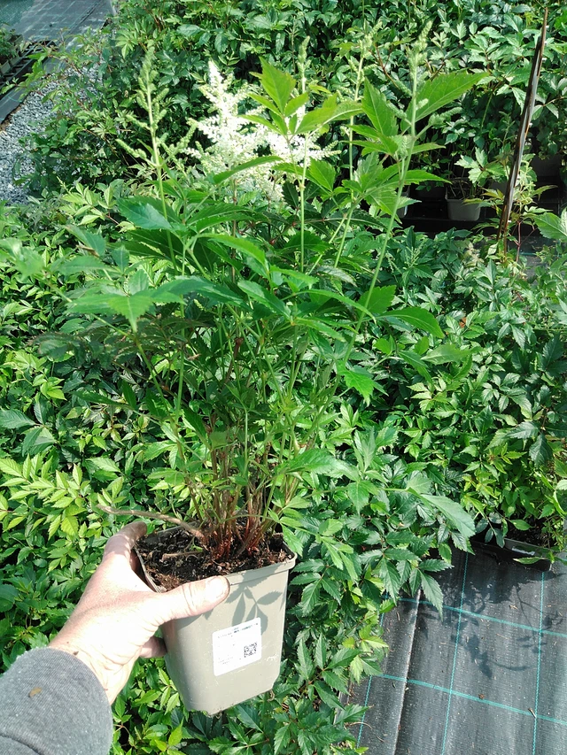 Jaloangervo Washington - 9. 6. 2025