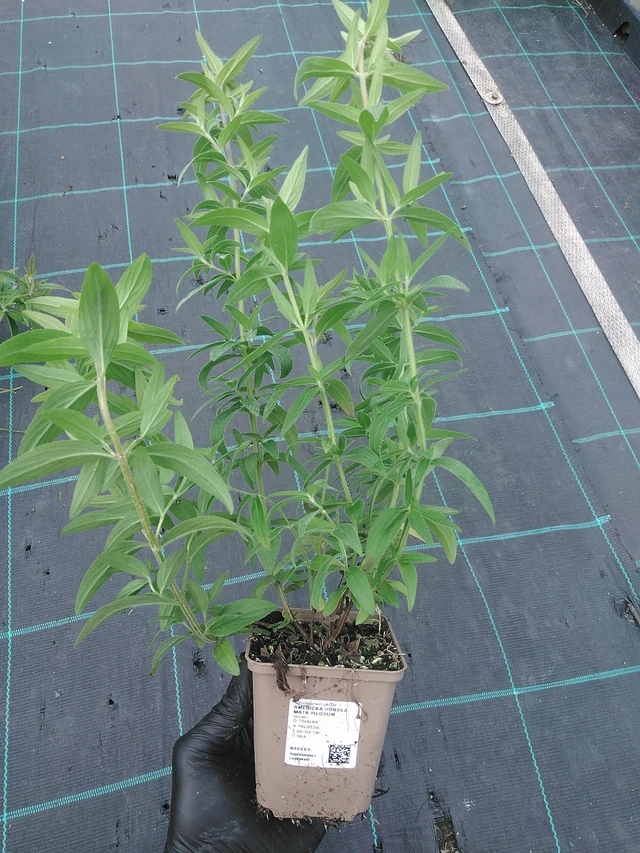 Menta de montaña americana Pilosum - 4. 8. 2025