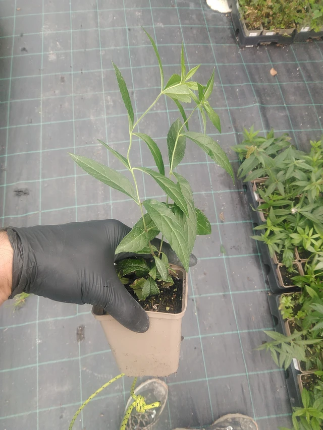 Tädykearvio Lavendelturm - 10. 9. 2025