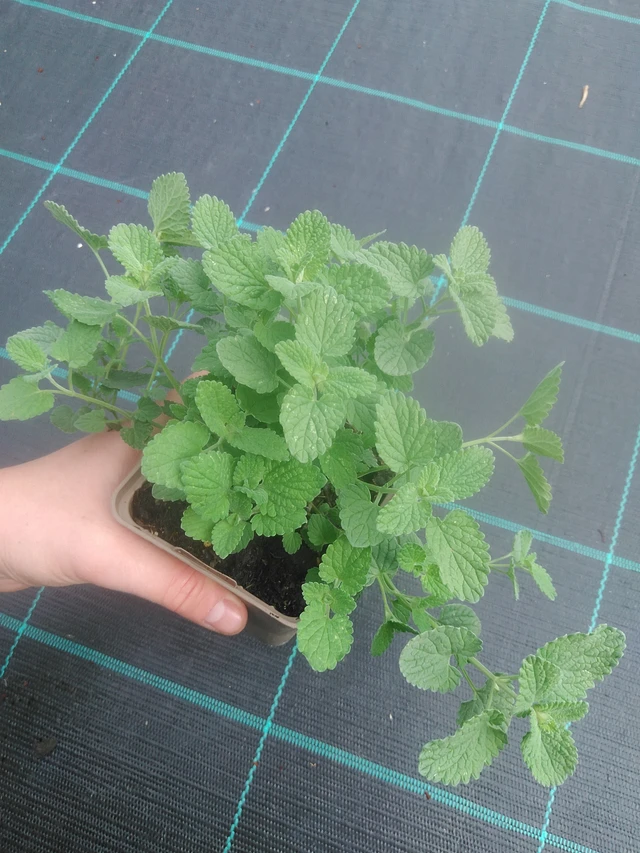 Kissanminttu Alba - 17. 7. 2025