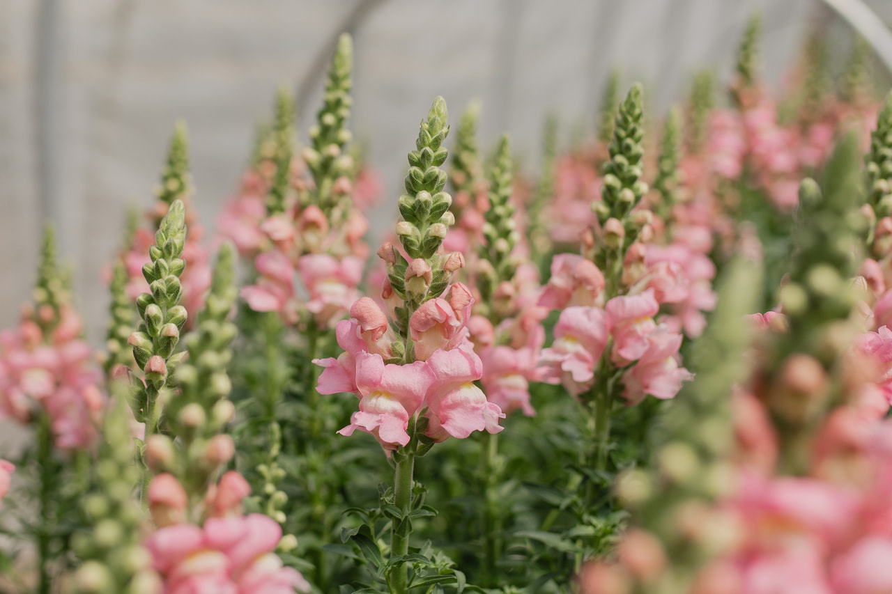 Leijonankita Costa Light Rose, Loukykvět