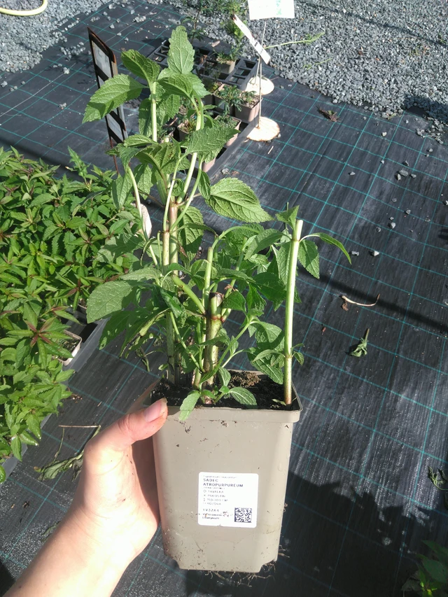 Punalatva Atropurpureum - 11. 7. 2025