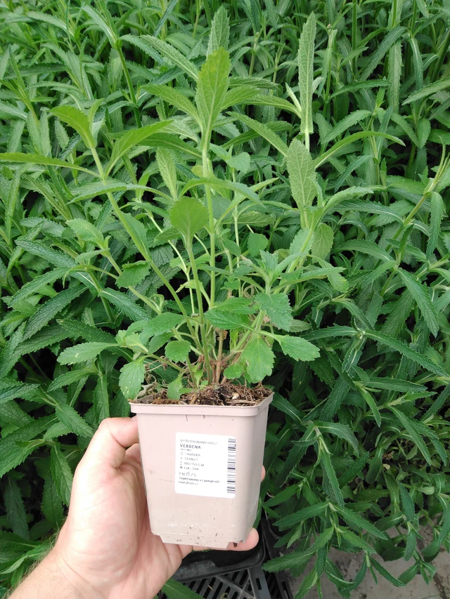 Verbena - 2024