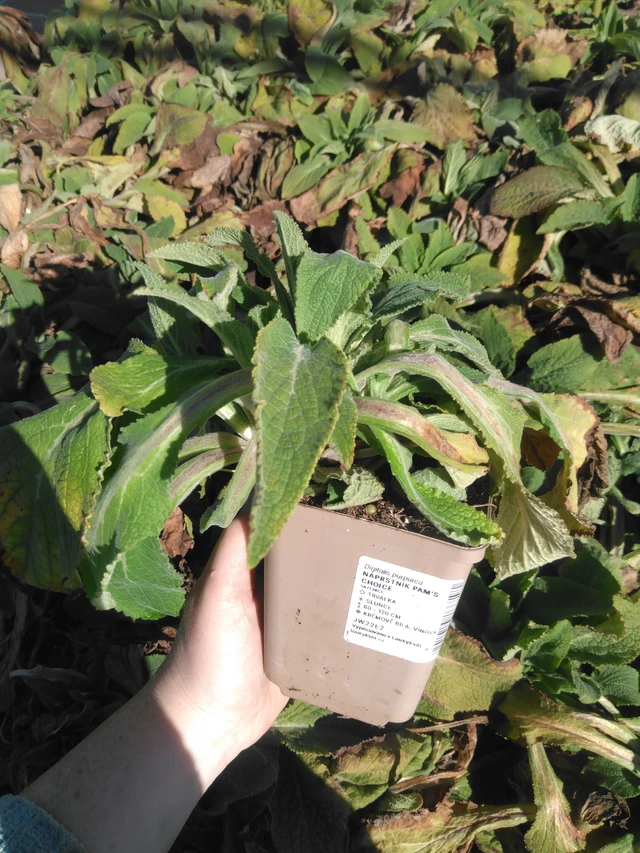 Sormustinkukka Pam’s Choice - 3. 4. 2025