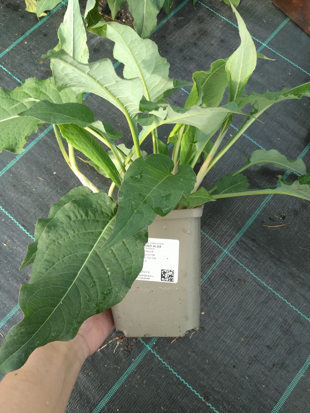 Konnantatar Alba - 11. 7. 2025