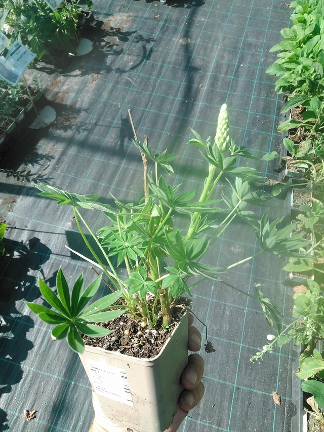 Lupino Gallery White - 1. 7. 2025