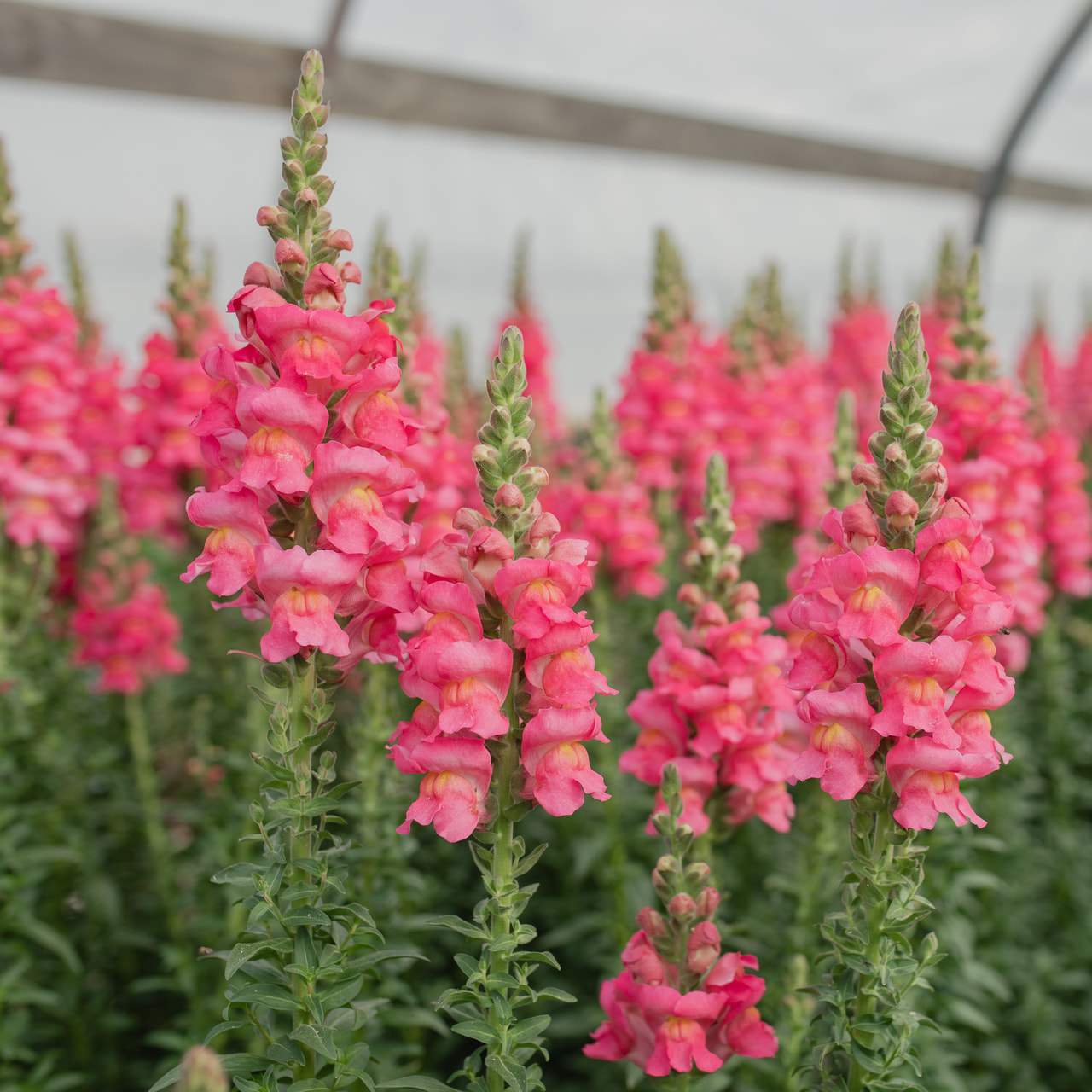 Leijonankita Potomac Rose, Loukykvět