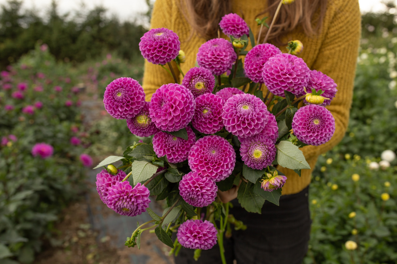 Daalia Franz Kafka, Loukykvět