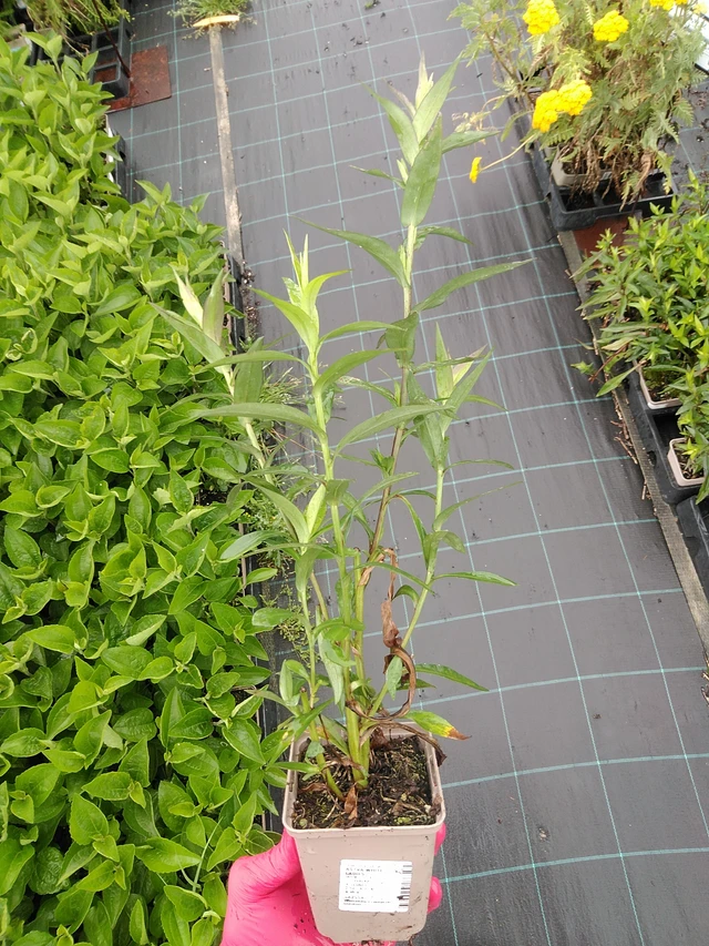 Syysasteri White Ladies - 8. 7. 2025