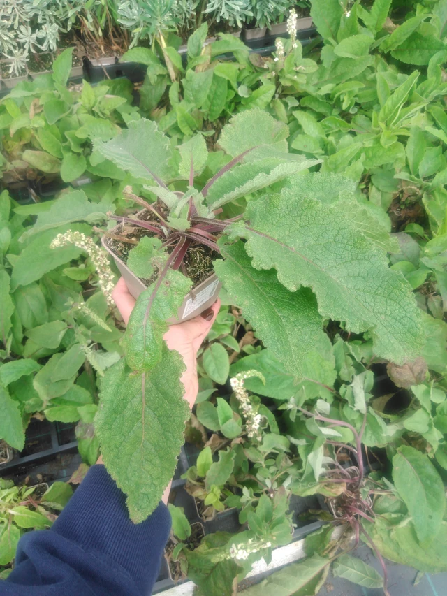 Verbascum nigrum - 2024