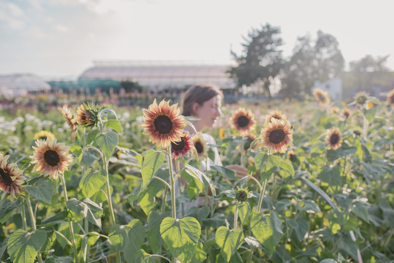 Zonnebloem ProCut Plum, Loukykvět