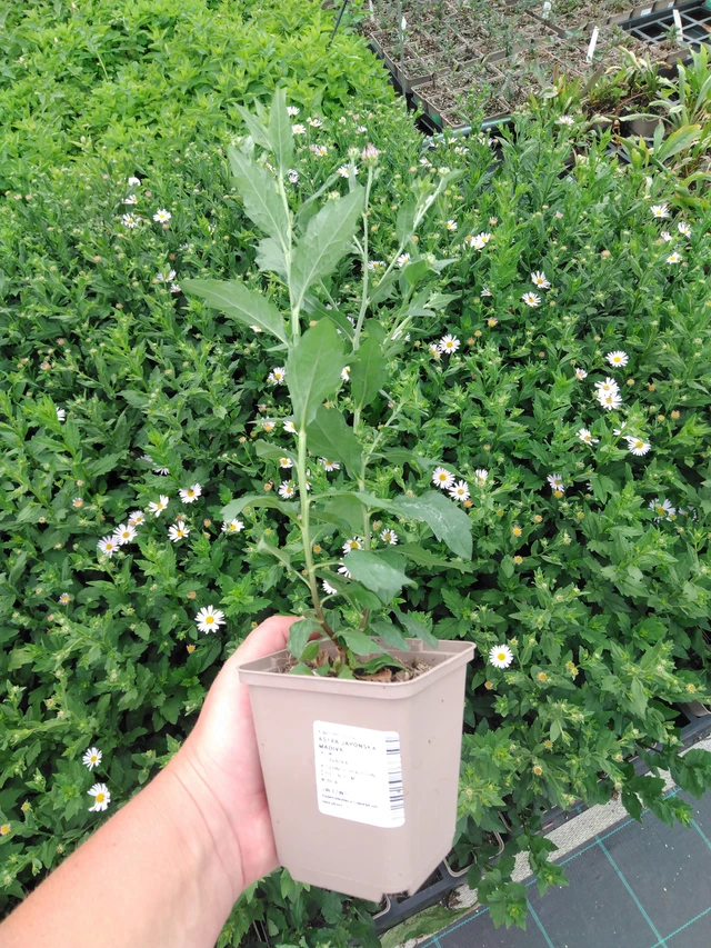 Kiinaasteri Madiva - 2024