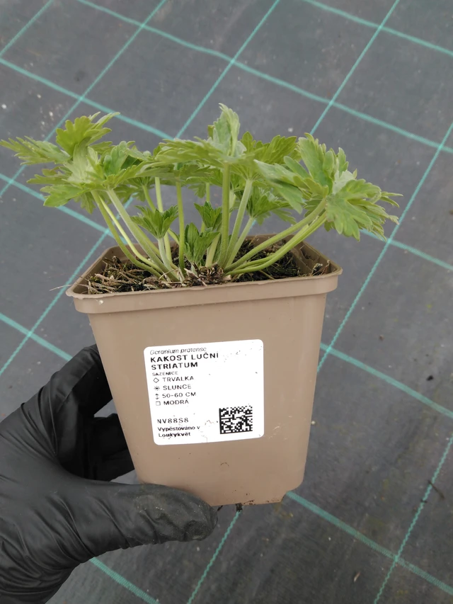 Kyläkurjenpolvi Striatum - 1. 4. 2026