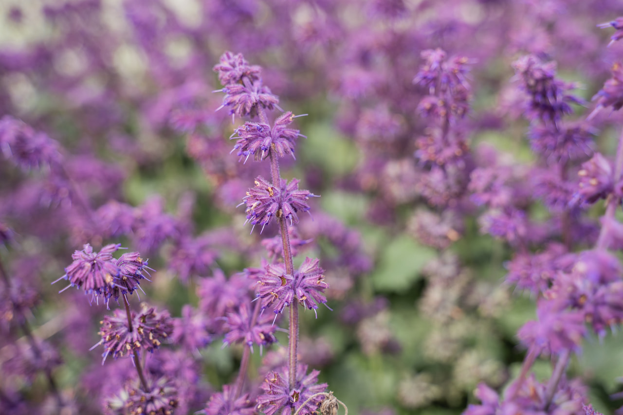 Salvia verticillata Purple Rain, Loukykvět