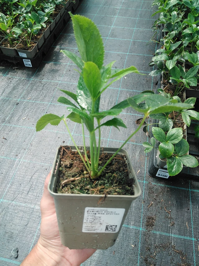 Jouluruusu Double Ellen Pink Spotted - 24. 6. 2025