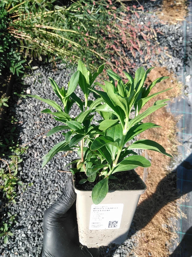 Rohtosuopayrtti Rosea Plena - 19. 8. 2025