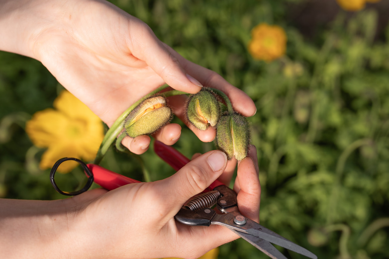 Valmue Champagne Bubbles Yellow, Loukykvět