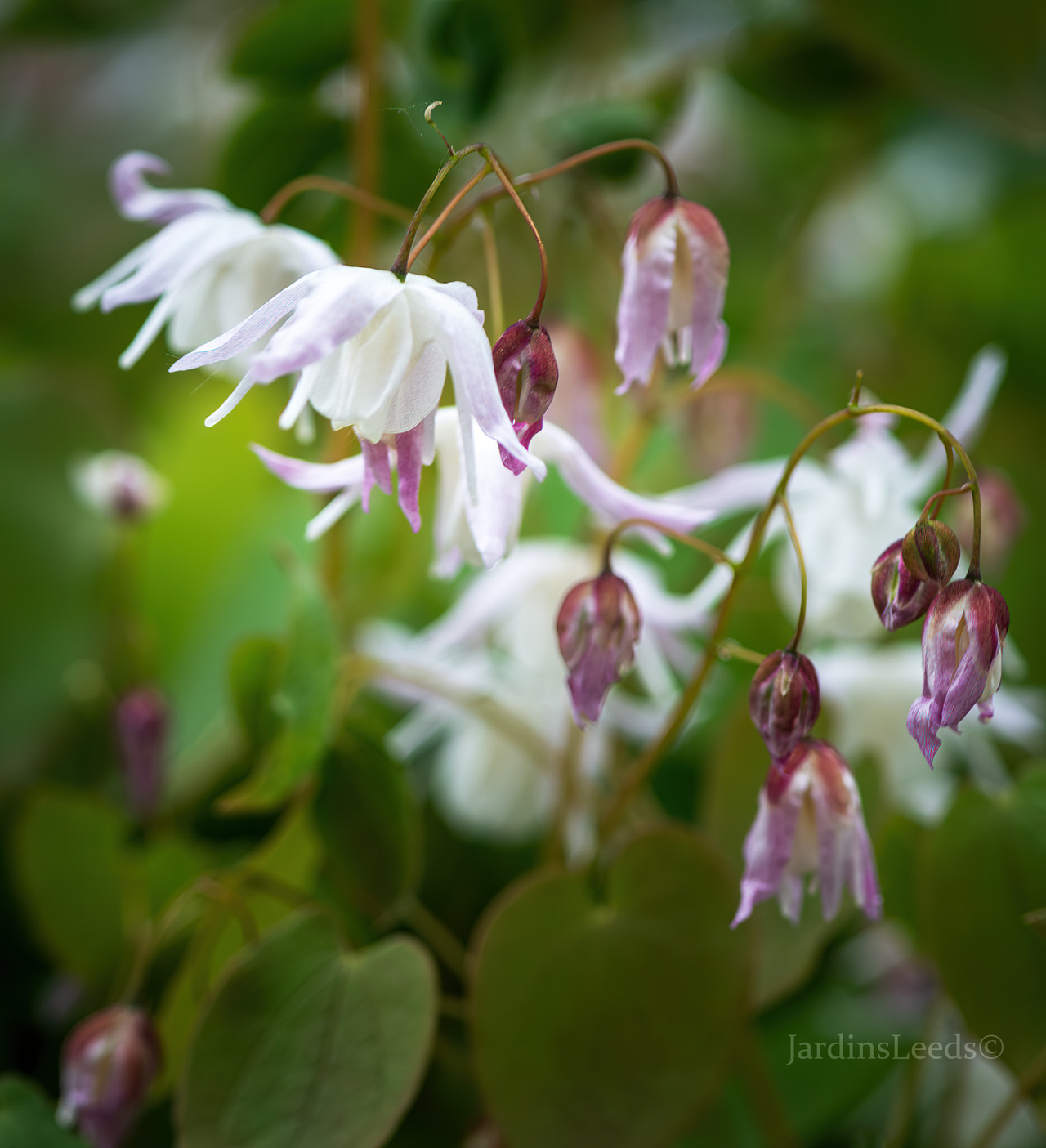 Epimedium Yenomoto, Loukykvět