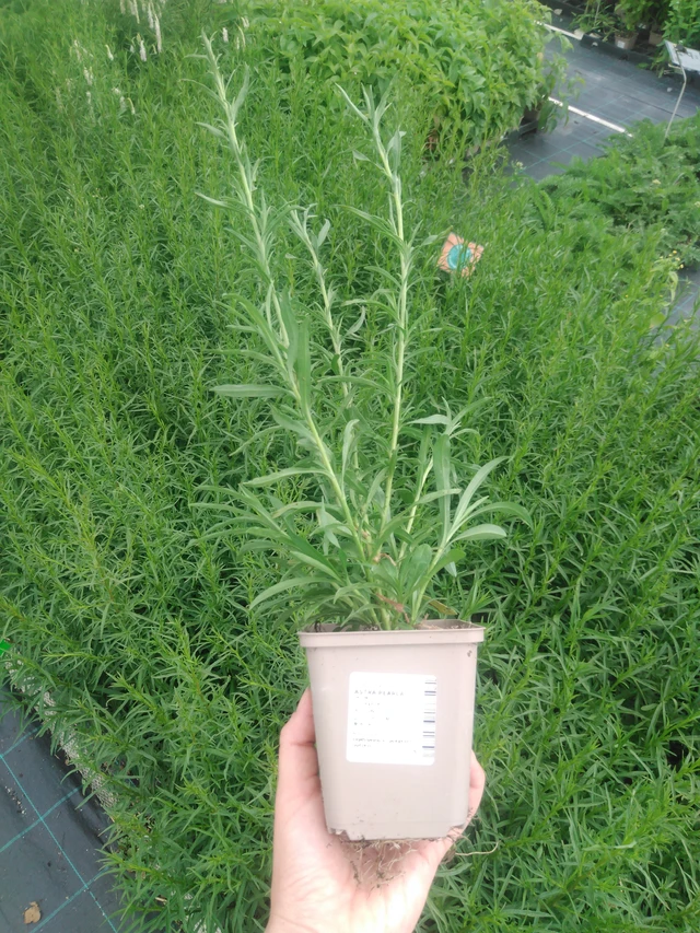 Asteri Pearla - 2024