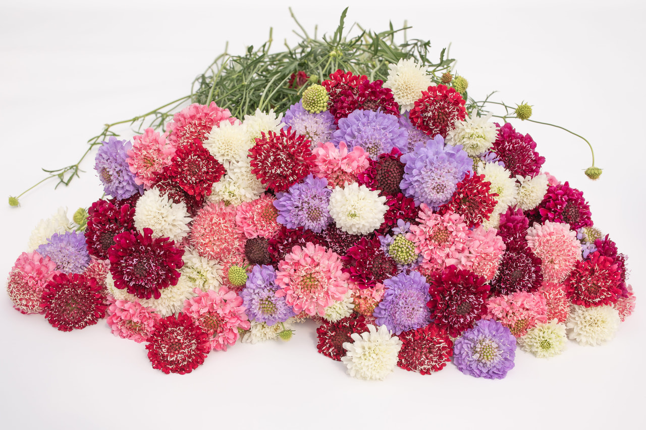 Törmäkukka Discover Mix, Loukykvět