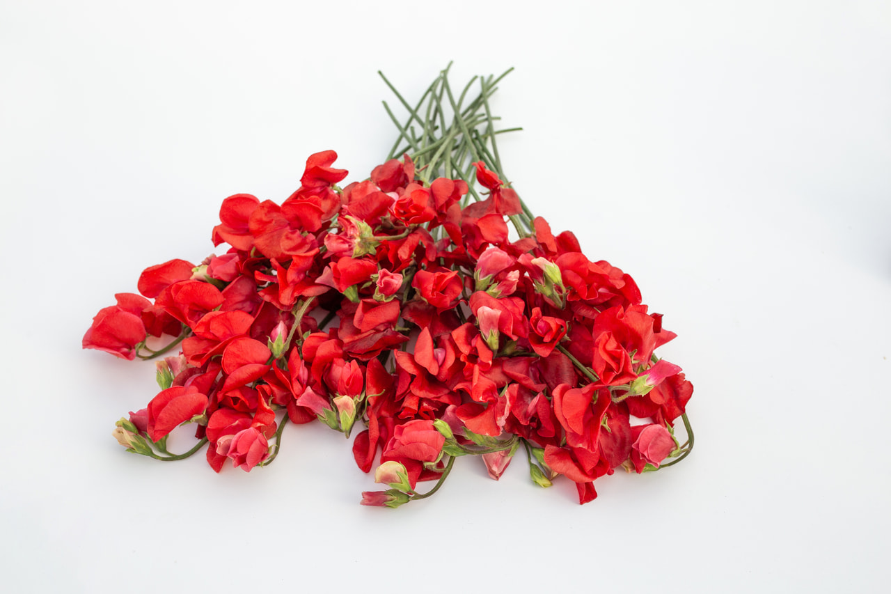 Lathyrus Spring Sunshine Scarlet, Loukykvět