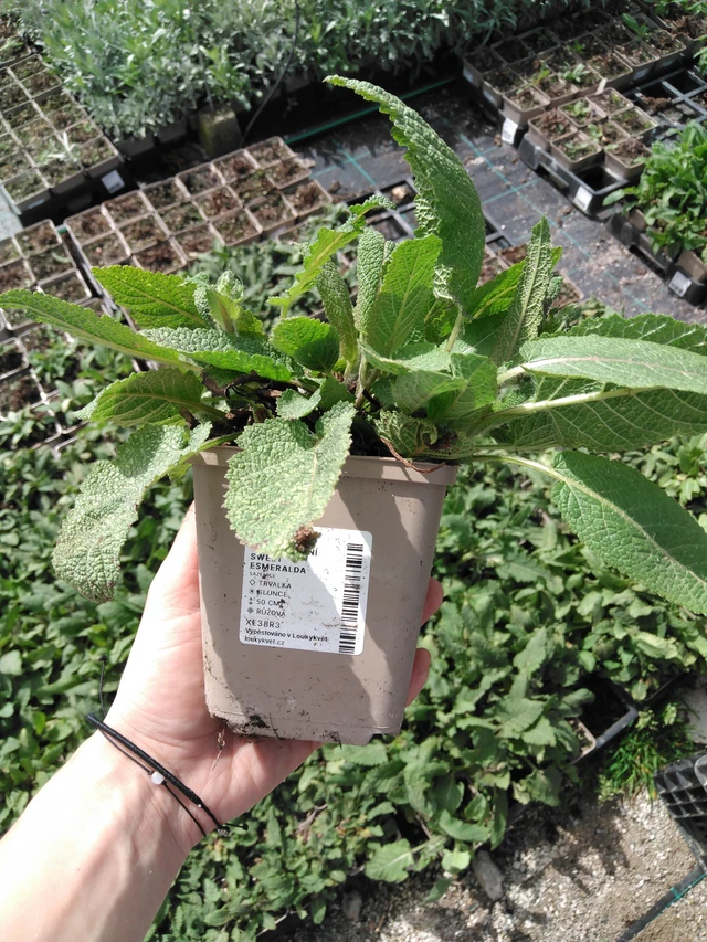 Salvia pratensis Sweet Esmeralda - 2024