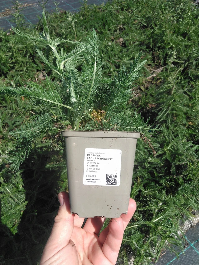 Siankärsämö Lachsschönheit - 13. 5. 2025