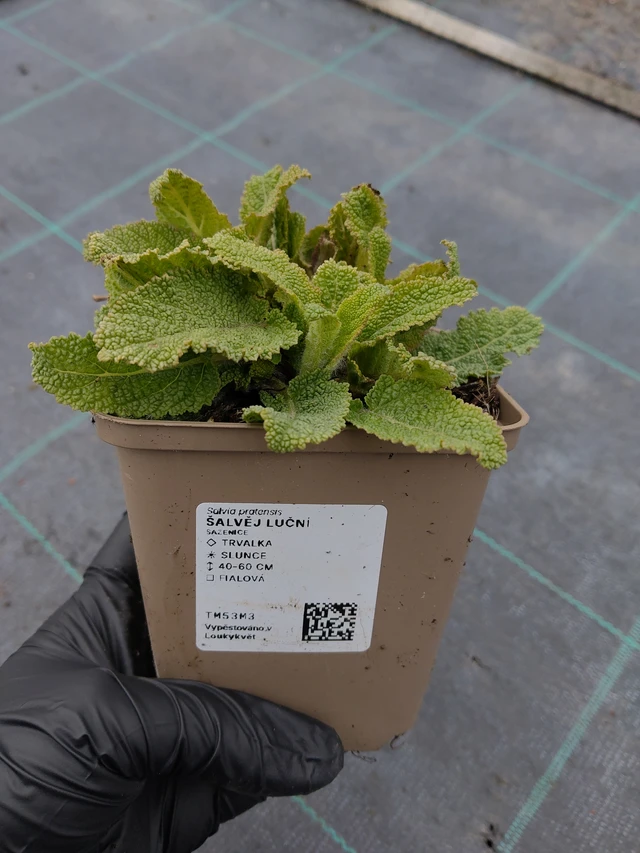 Aassalvei - 31. 3. 2026