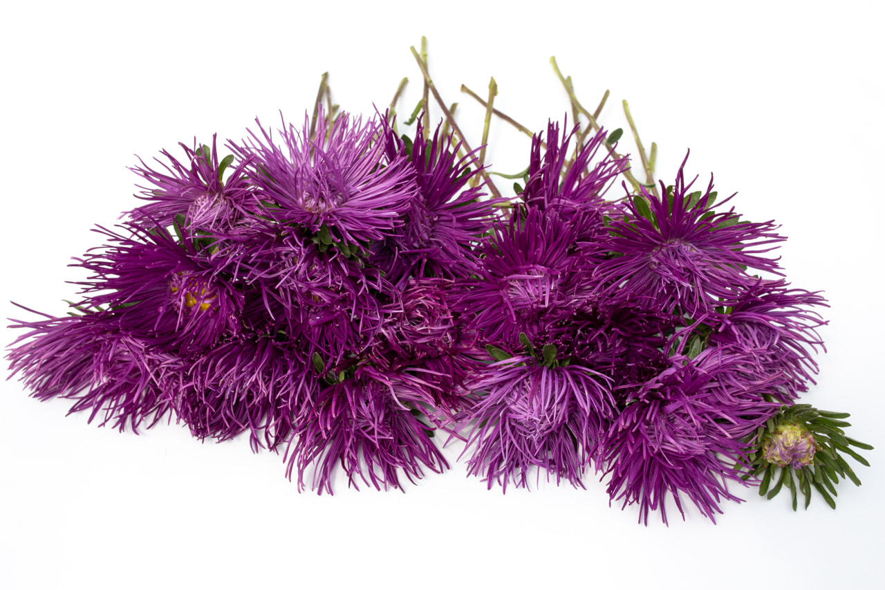Reine-marguerite Valkyrie Parsifal Purple, Loukykvět