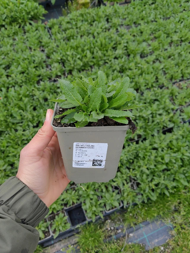 Salvia Schneehügel - 13. 5. 2026