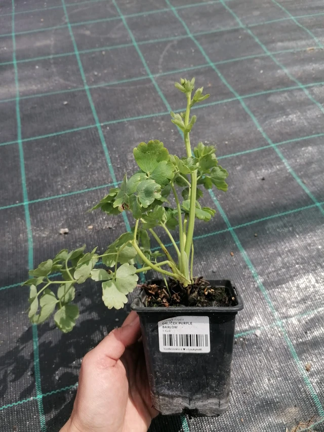 Aguileña Purple Barlow - 2024