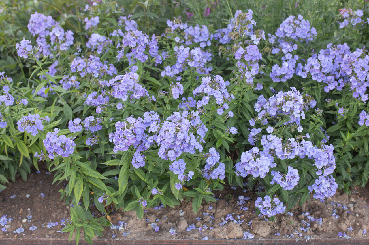 Syysleimu Sweet Summer Ocean, Loukykvět