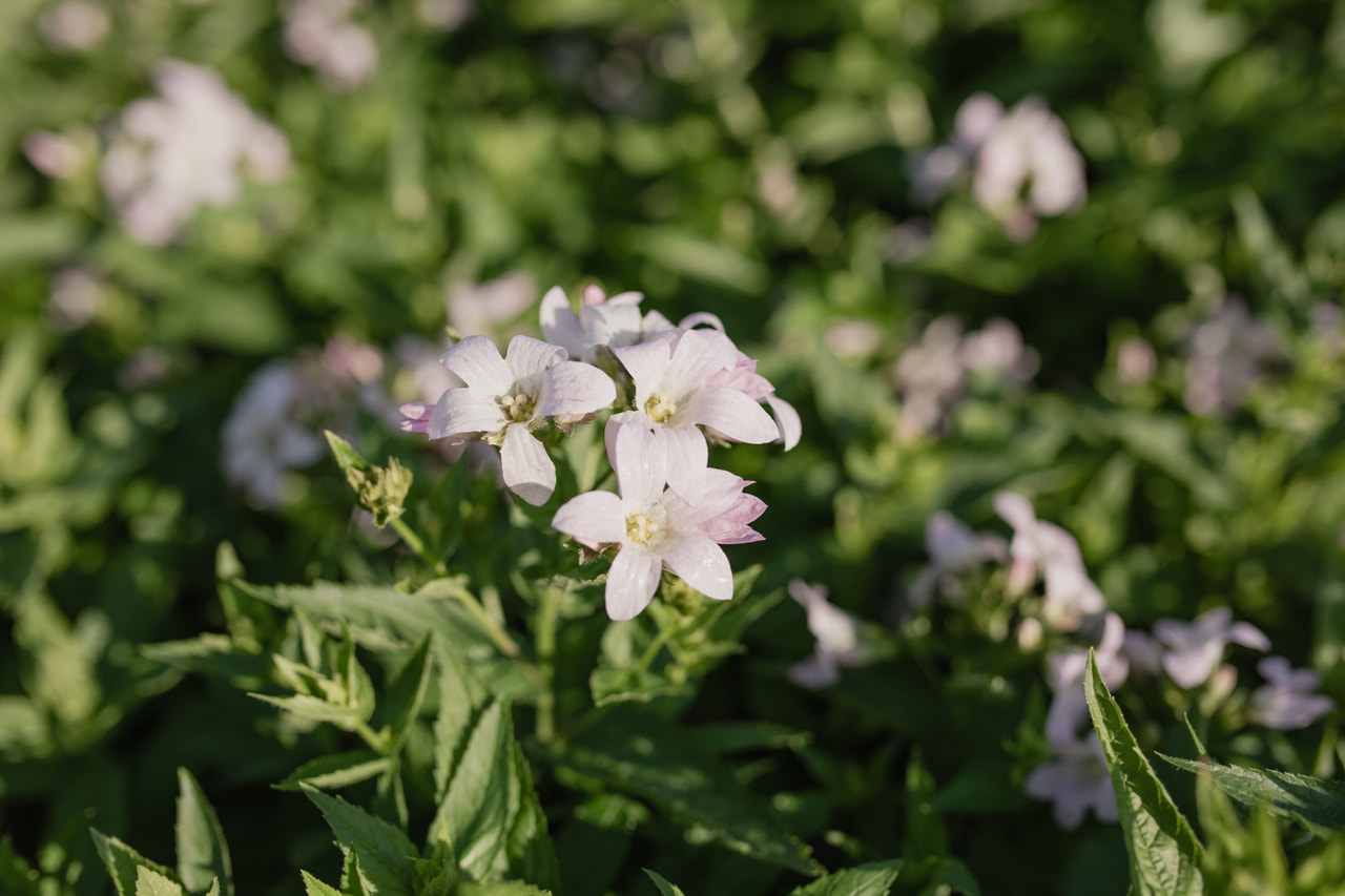 Maitokello Loddon Anna, Loukykvět
