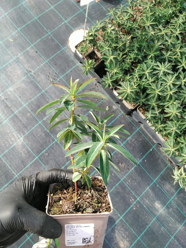 Euforbia schillingii - 31. 10. 2025