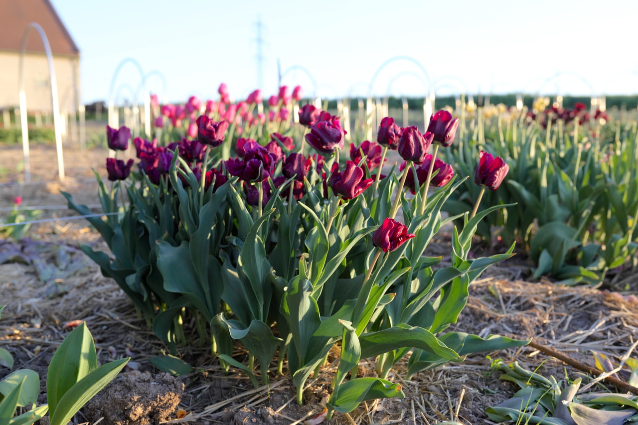 Tulipán Victoria's Secret, Loukykvět