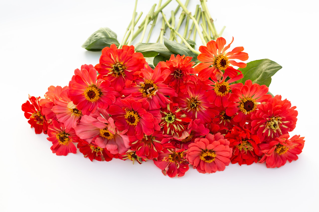 Tsinnia Super Yoga Salmon, Loukykvět