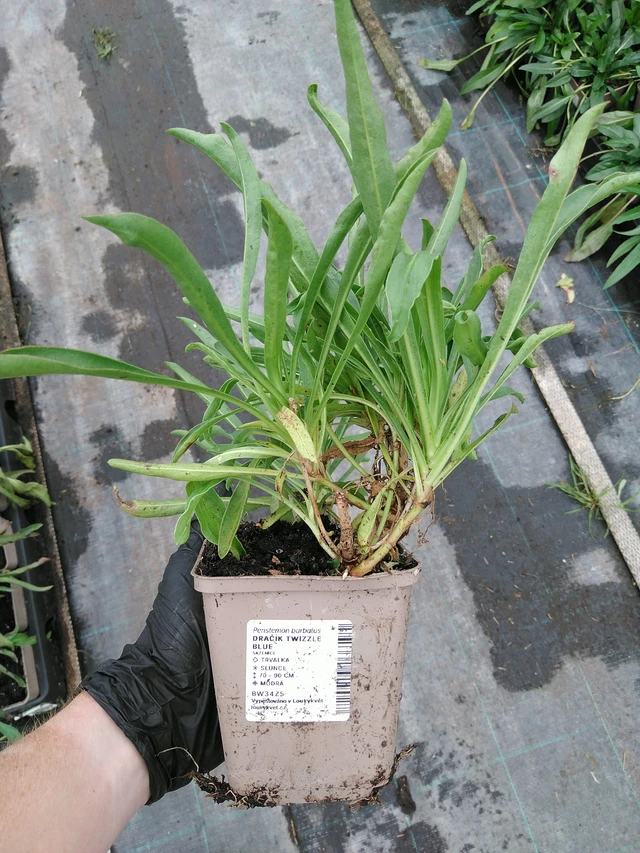 Partapipo Twizzle Blue - 10. 9. 2025