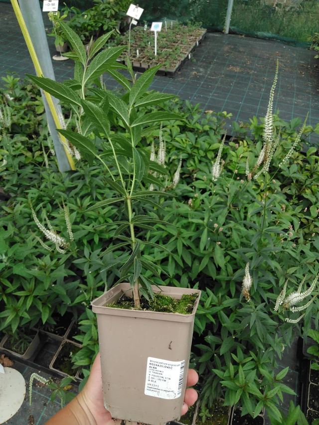 Tädykearvio Album - 2024