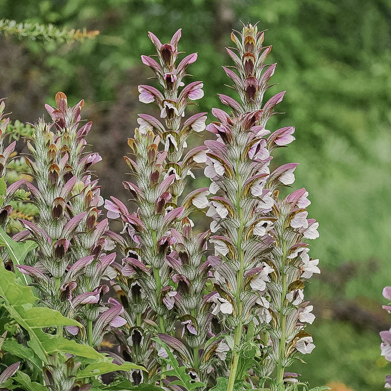 Kreikanakantti, Loukykvět