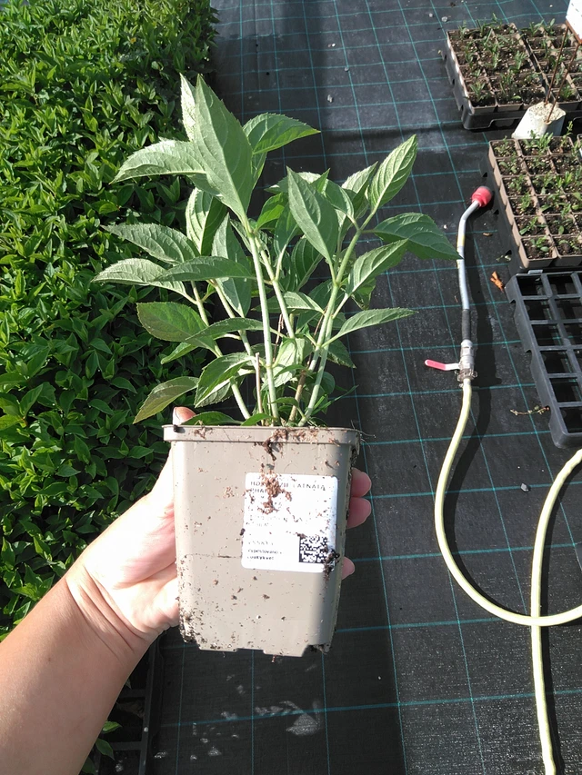 Syyshortensia Phantom - 11. 7. 2025