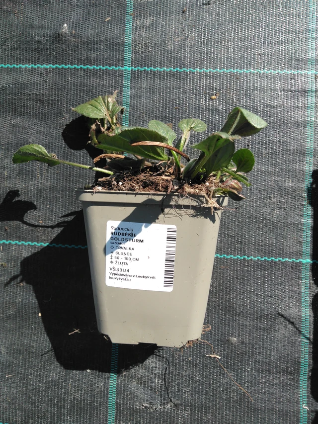 Sädepäivänhattu Goldsturm - 3. 4. 2025