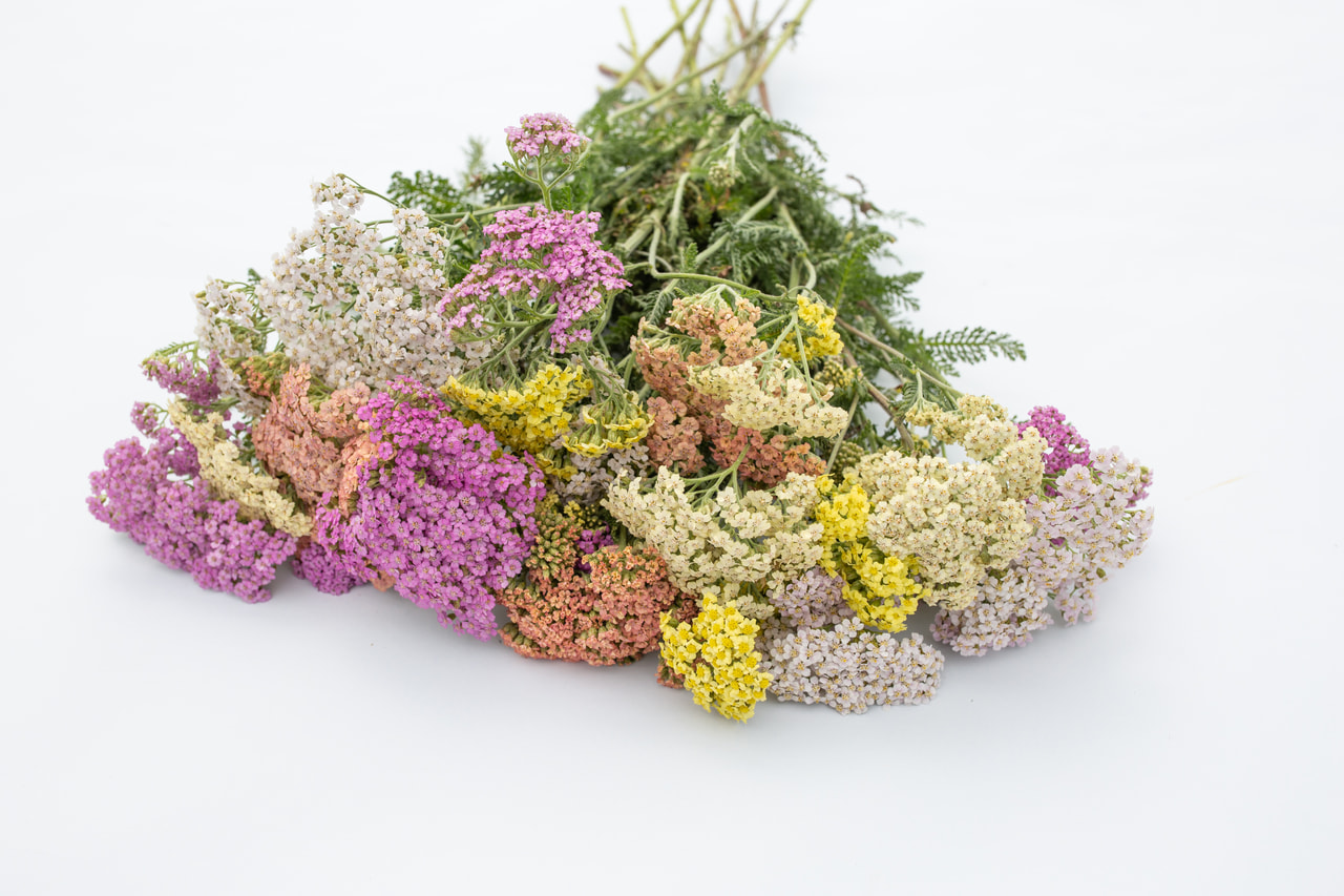 Siankärsämö Summer Pastels, Loukykvět