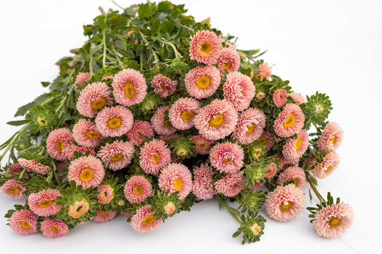 Kiinanasteri Matsumoto Apricot, Loukykvět