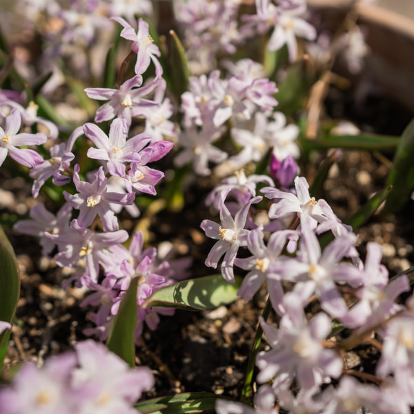 Alpine Squill Rosea, Loukykvět