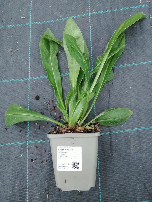 Vuorikaunokki - 10. 9. 2025