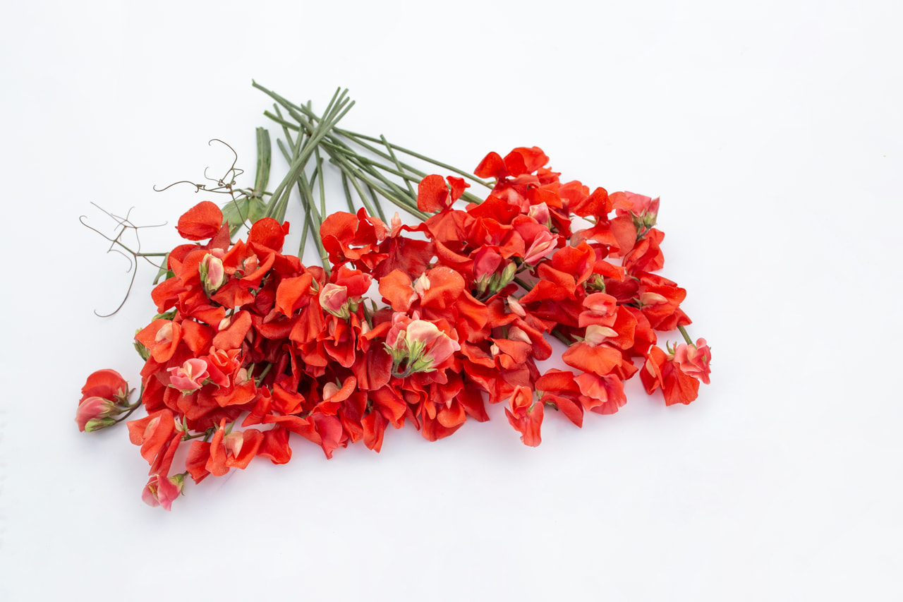 Lathyrus Spring Sunshine Orange, Loukykvět