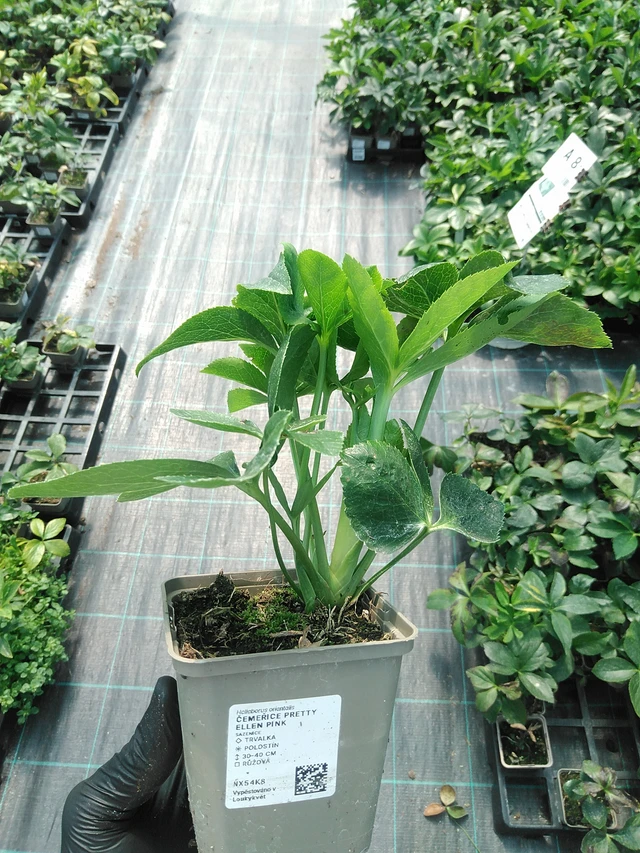 Jouluruusu Pretty Ellen Pink - 19. 8. 2025