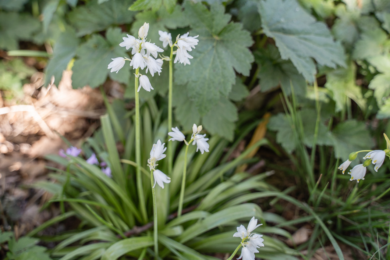 Jacinto español White City, Loukykvět