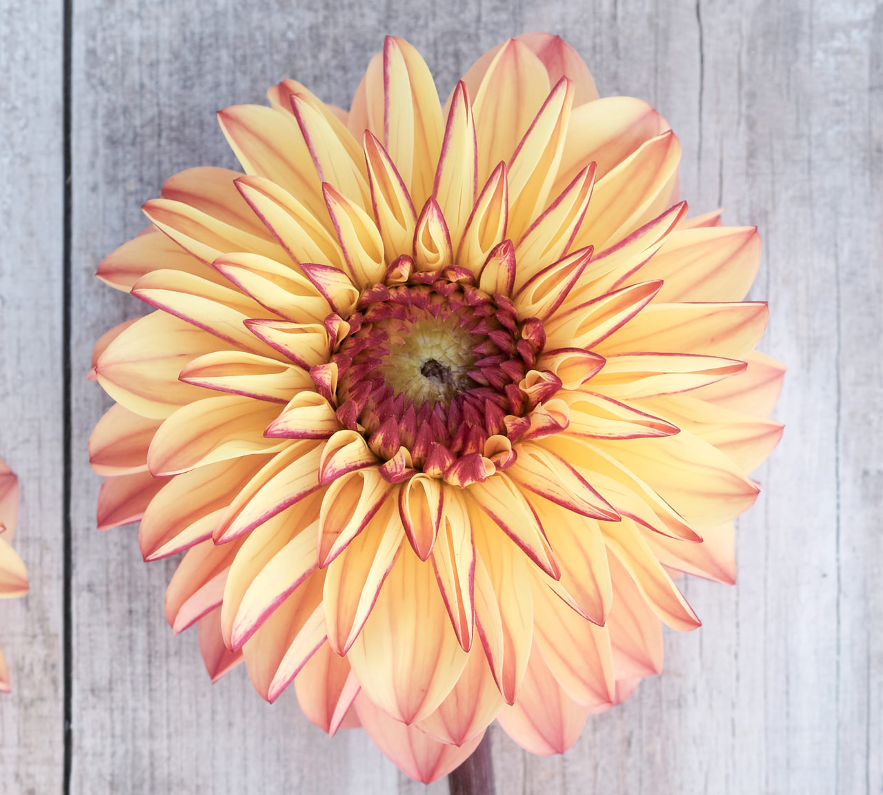 Dalia Dear Alexander, Loukykvět