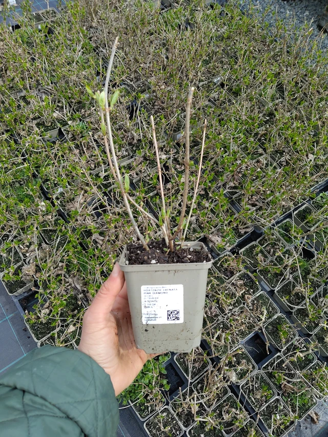 Syyshortensia Pink Diamond - 21. 4. 2026